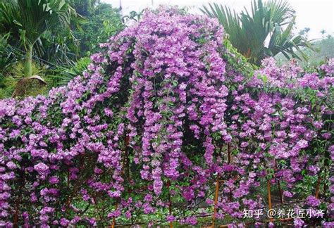 爬藤類的花|7种“爬藤花”，花园必须种一棵，1年爬满墙，开成花瀑。